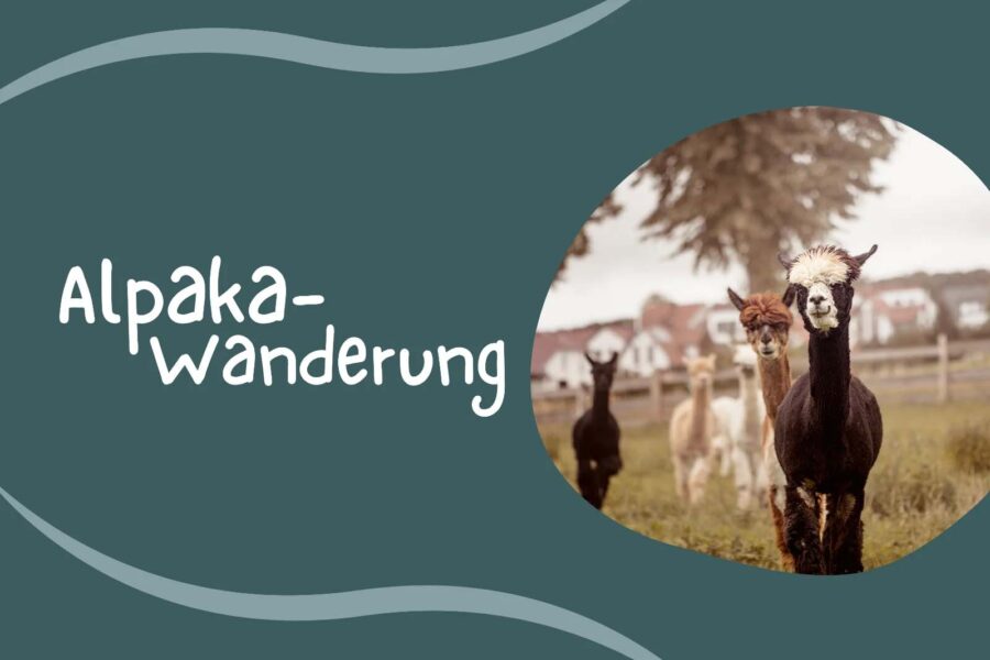 Alpaka-Wanderung - Angersteiner Bauernhof